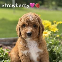 Strawberry - Red female Bernedoodle puppy in Lancaster, Minnesota from Richardville Hunde