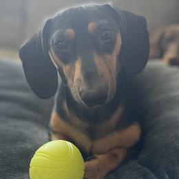 Rogol - Dachshund
