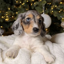 Begonia - Dapple female Dachshund puppy in Santa Rosa, California from Signatures Mini Dachshunds