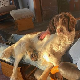 English Springer Spaniel All Grown Up from Jackpine Forest Springers