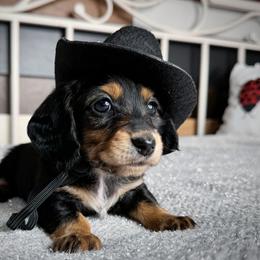 Dachshund Puppies from Royal Bloodline Canines