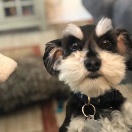 Miniature Schnauzers from Rebel Schnauzers