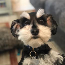 Miniature Schnauzers from Rebel Schnauzers