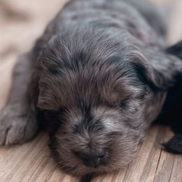 Goldendoodles from Adventure Doodles Of East TN