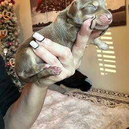 GIRL 2 - Chocolate and cream female Dachshund puppy in Hutto, Texas from R.G. Dachshunds