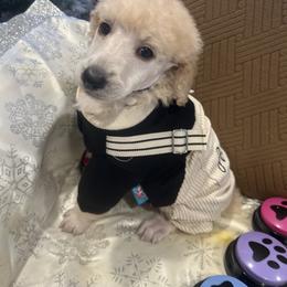 Amor - Apricot male Poodle puppy in Mobile, Alabama from Semmy’s Standard Poodle LLC