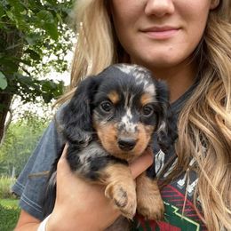 Dachshund Puppies from Decorous Dachshunds