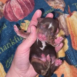 Saturn - Chocolate, tan and white male Yorkshire Terrier puppy in Lakeland, Florida from You Me & The Yorkies