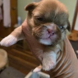 Lighter liver or Lilac - Liver and white female Shih Tzu puppy in Missouri from Farm Animal Mommy Shih tzu's Michalek Dog Breeder