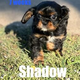 Shadow - Black and tan male Cavalier King Charles Spaniel puppy in Broken Arrow, Oklahoma from Cavalier King Charles Heartland