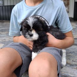 Shadow - Black and white male Shih Tzu puppy in Lebanon, Pennsylvania from Stoney Acre Farms