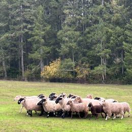 Border Collies from Leaftail