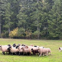 Border Collies from Leaftail
