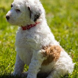 Bernedoodle, Saint Berdoodle, and Sheepadoodle Puppies from Yankee Doodle Puppies