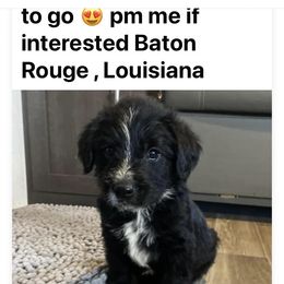 Goldendoodle Puppies from Tillie’s House of Doodles