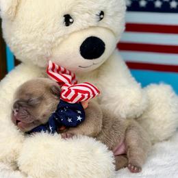 Blue fawn female - Blue fawn female French Bulldog puppy in Jefferson City, Missouri from Central Frenchie Haven