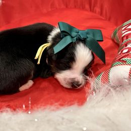 Yellow - Black tri female Miniature Australian Shepherd puppy in 32046, Florida from River Hill Ranch