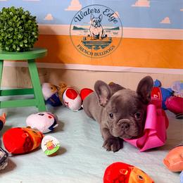 Bo Peep - Liver female French Bulldog puppy in Strunk, Kentucky from Waters Edge French Bulldogs LLC
