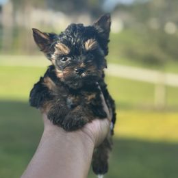 Rochester - Black and tan male Yorkshire Terrier puppy in Deltona, Florida from Poodles by CNC