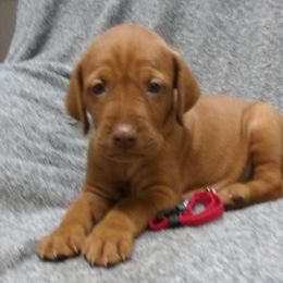 Girl 5 - Golden rust female Vizsla puppy in Ganado, Texas from Roz Vizslas