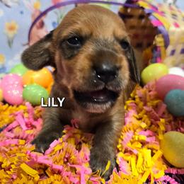 Lily-wirehair - Red female Dachshund puppy in Blair, Oklahoma from North Fork Doxies-Okla