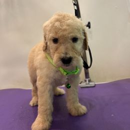 Mark Martin- Lime - Cream male Goldendoodle puppy in Van Buren, Missouri from Jami’s Goldendoodles & Poodles