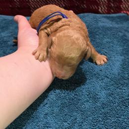 Billy - Red  male Goldendoodle puppy in Georgetown, Tennessee from Georgetown designer and purebred puppies