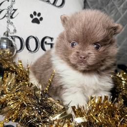 Peppermint - Lavender female Pomeranian puppy in Clarksville, Tennessee from Bee Mine Maltipoos and Pomeranians