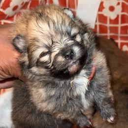 Barbie - Orange sable female Pomeranian puppy in Miami, Florida from Couture Pomeranians