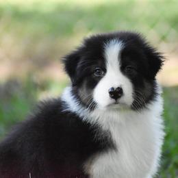 Gable - Black tri-color male Australian Shepherd puppy in Easton, Missouri from MMA Kennel