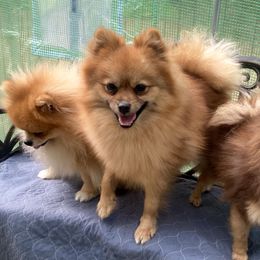 Little Miss Sadie Girl - Orange female Pomeranian puppy in Elizabethtown, Kentucky from Teeny Tiny Puppy Tails