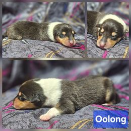 Oolong - Black white and tan male Collie puppy in Eldorado, Kansas from Prairie Creek