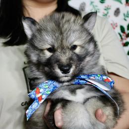 Fluffy(S3) - Agouti and white male Siberian Husky puppy in Lunenburg, Vermont from SNOW WOOLY HUSKY