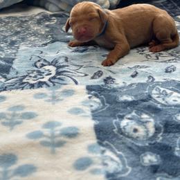 Blue Boy - Red golden male Vizsla puppy in Foley, Alabama from Paula's South Bama Vizslas