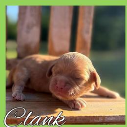 Clank - Red male Cockapoo puppy in Clinton, Oklahoma from Enchanted Spaniels
