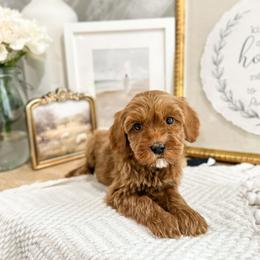 Teddy - Red male Australian Labradoodle puppy in Palmdale, California from Doodles_Ko