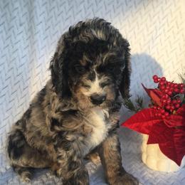 Cosmos - male Australian Mountain Doodle puppy in Blairstown, Missouri from Shepherd Hill Doodles