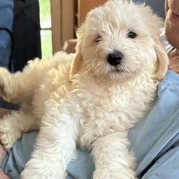 Georgie - Cream male Goldendoodle puppy in Springfield, Pennsylvania from Lesher Goodwin Goldendoodles