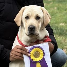 Labrador Retrievers from Lasani’s Labradors