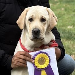 Labrador Retrievers from Lasani’s Labradors