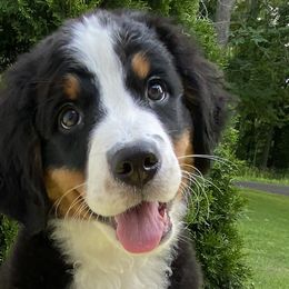 Girl 3 - Bernese Mountain Dog puppy in Barker, New York from A little bit of heavens Bernese mountain dogs