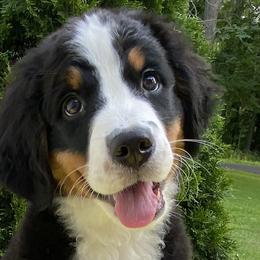 Girl 3 - Bernese Mountain Dog puppy in Barker, New York from A little bit of heavens Bernese mountain dogs