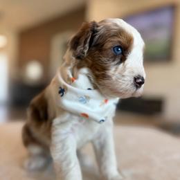 Louie - Red merle male Aussiedoodle puppy in Queen Creek, Arizona from Sunny Doodles