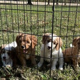 Cavapoos from Tiffani's Cavapoos