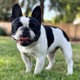 Minnie - French Bulldog