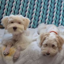 Miniature Schnauzer puppies from Bella's Mini Schnauzers