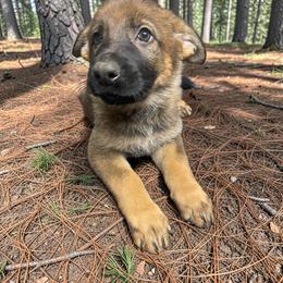 Marion - Sable female German Shepherd puppy in Oakland, Oregon from VHM German Shepherds