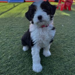 Aussiedoodle Puppies from Penny’s Pals