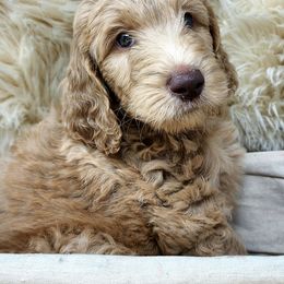 Goldendoodle Puppies from Lucky's Doodlez