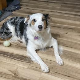 Sadie - Australian Shepherd